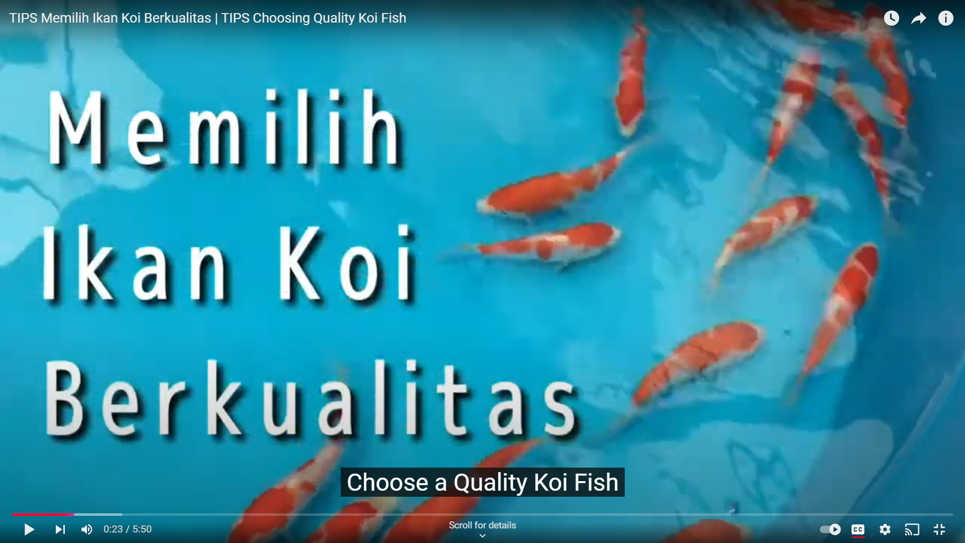 TIPS Choosing Quality Koi Fish