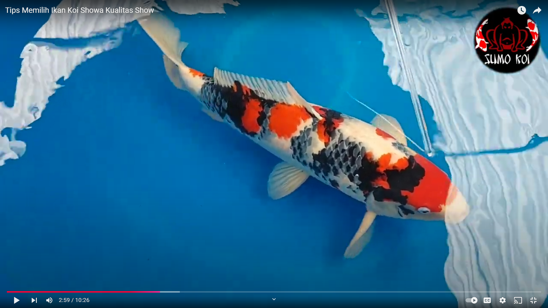 Tips for Choosing Showa Quality Koi Fish