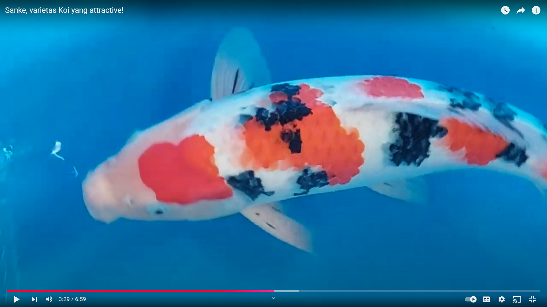 Sanke, an attractive Koi variety!