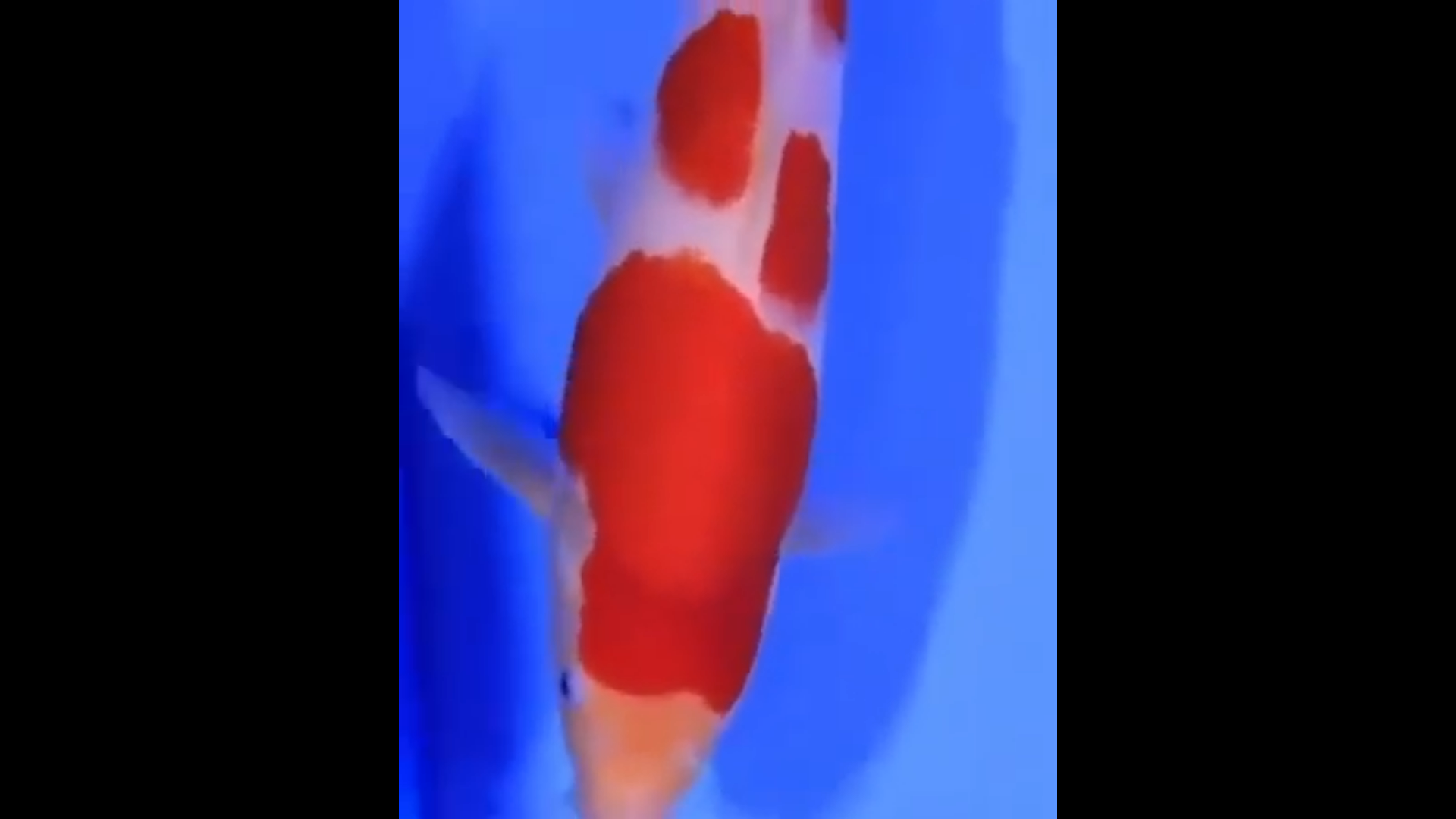 From Special Chugoku Auction for All Japan Young Koi Show 2024