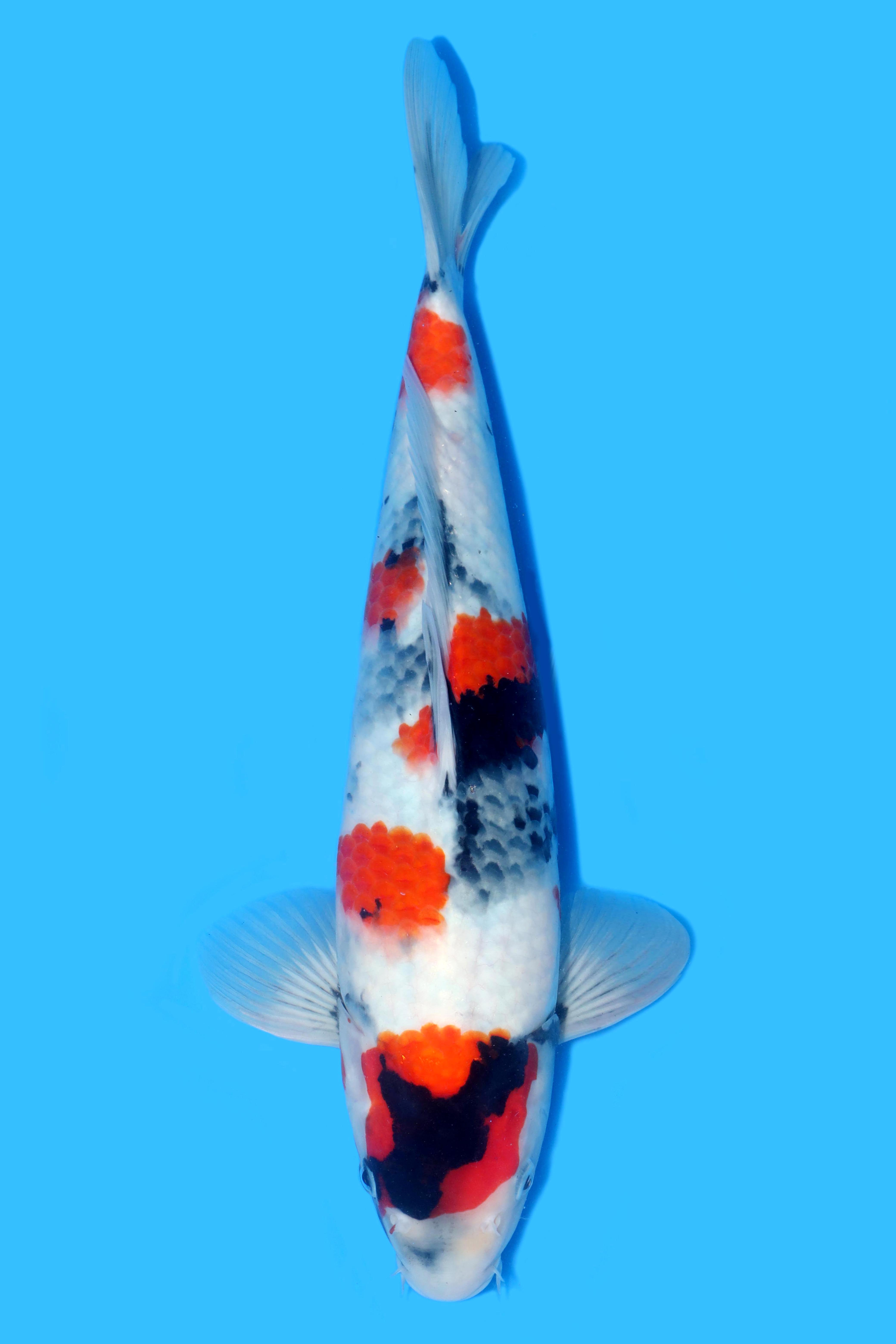 Showa Sekiguchi 35cm