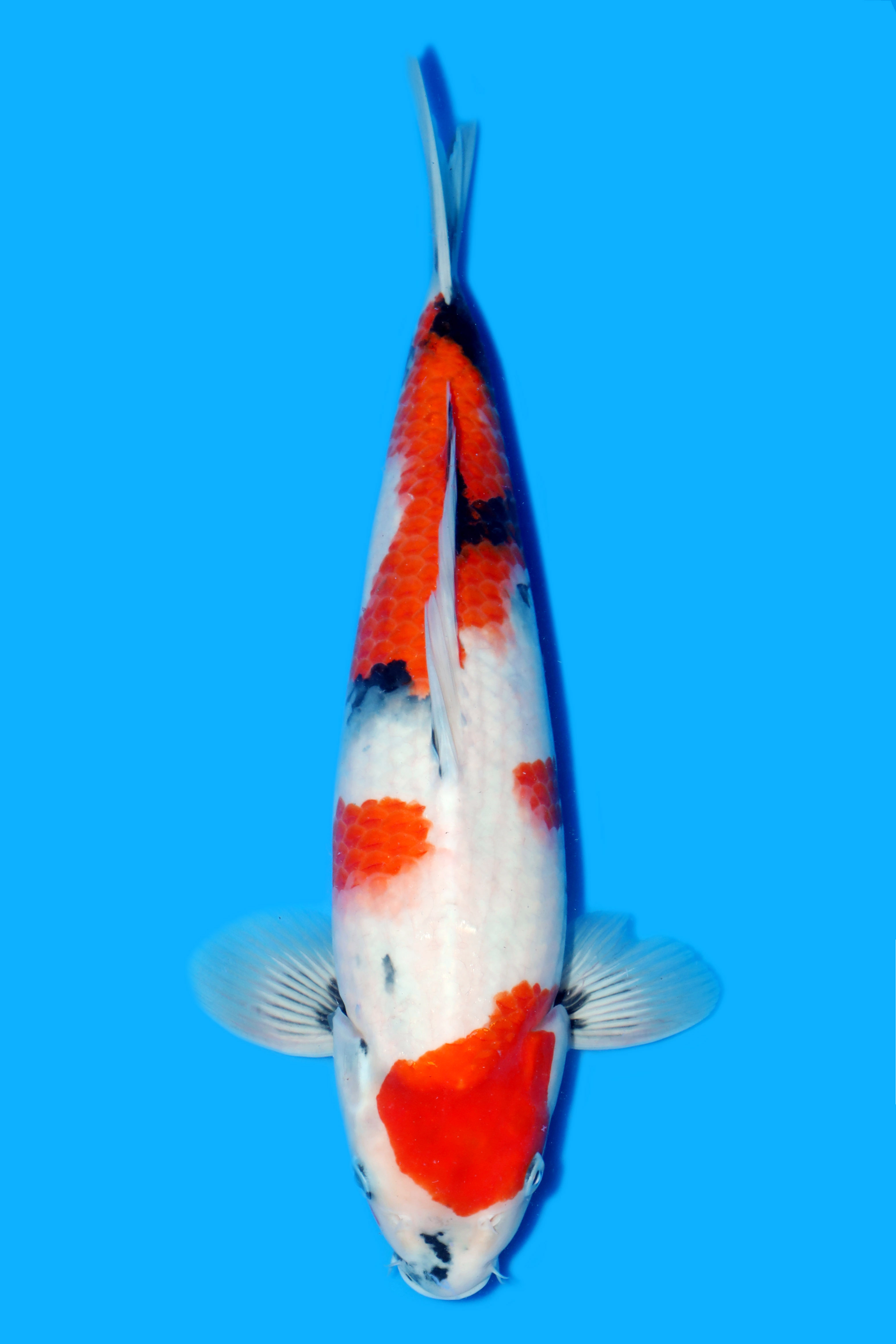 Showa Sekiguchi 38cm