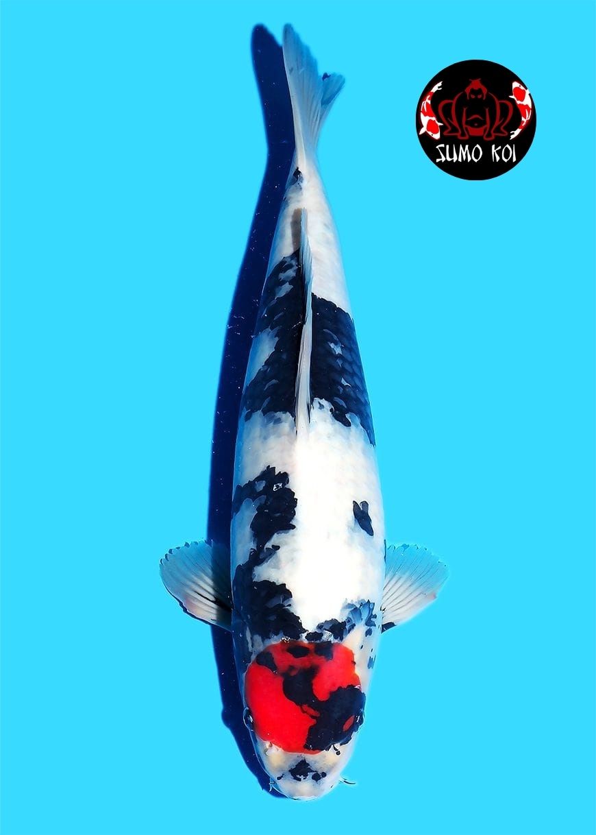 Showa Omosako Unknown 50cm