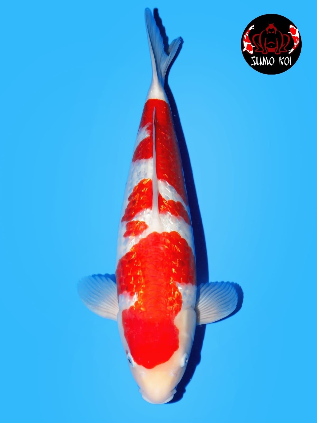 Maruyama Ginrin 45cm Male