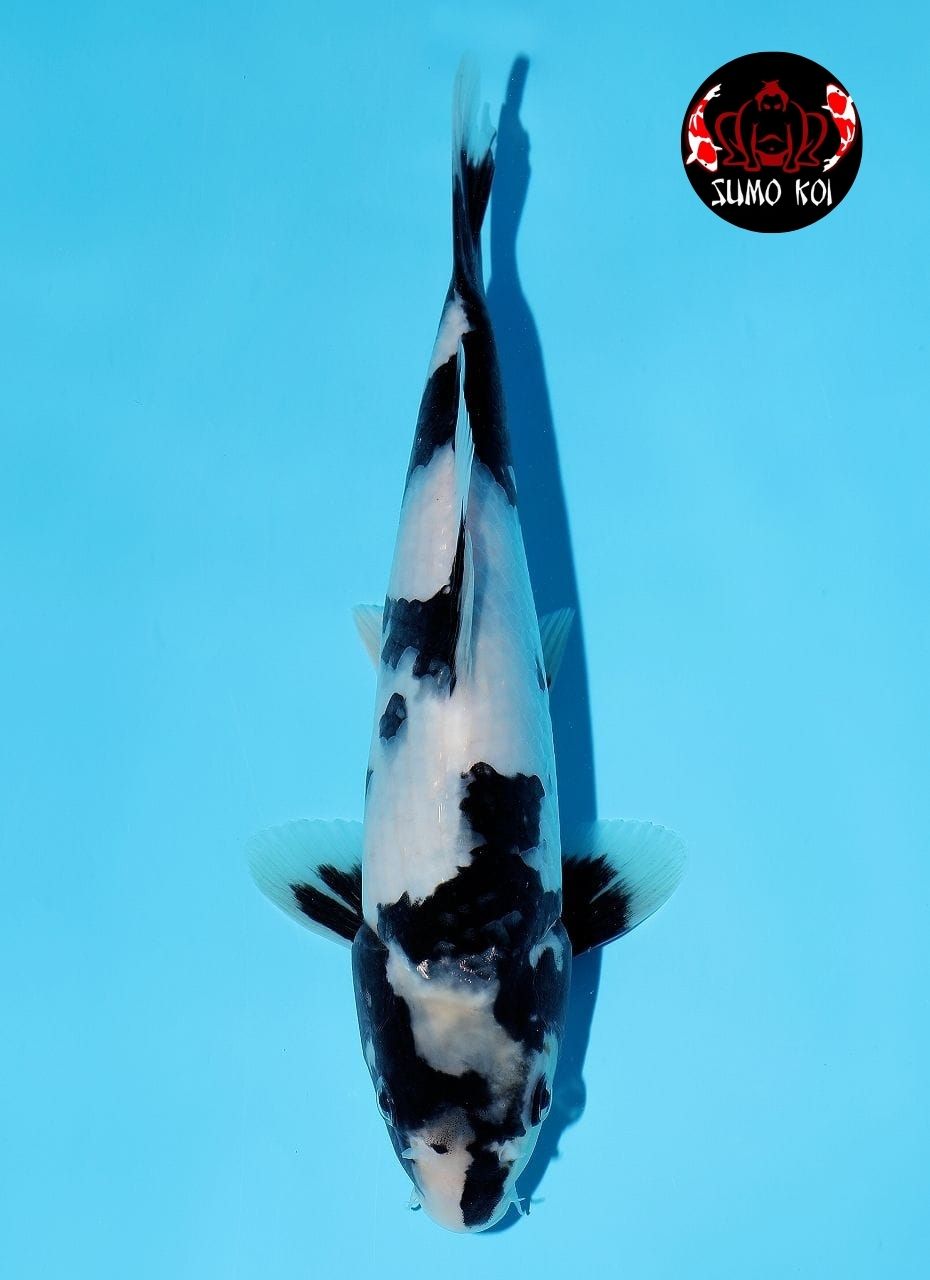 Shiro Omosako Male 40cm