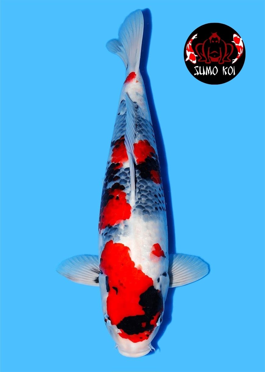 Showa Hosikin 60cm Female