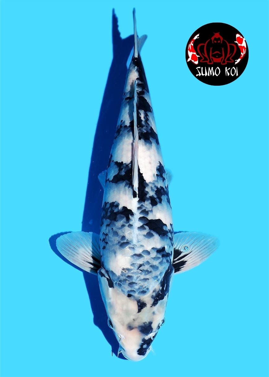 Shiro Omosako 50cm Male