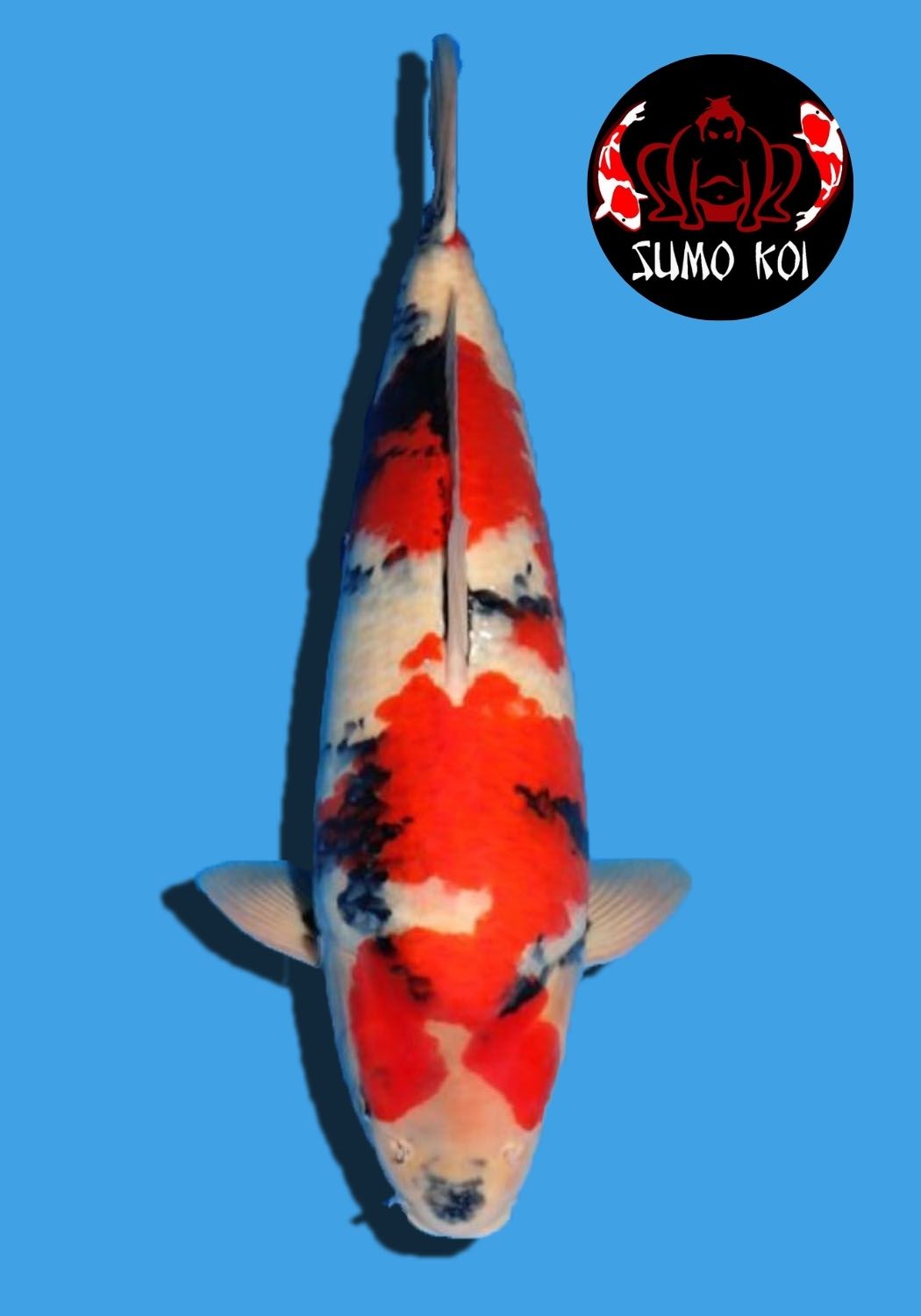Showa 58cm Male